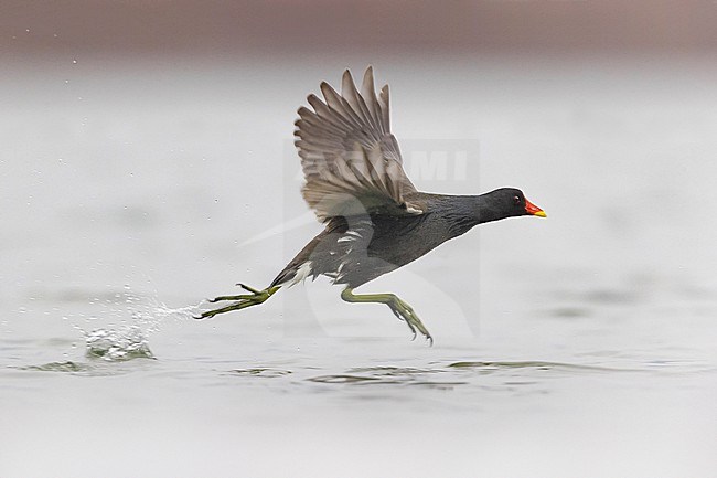 Common Moorhen, Gallinula chloropus, in Italy. Running over the water surface. stock-image by Agami/Daniele Occhiato,