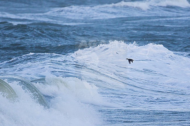 Black Scoter - Trauerente - Melanitta nigra nigra, Germany, adult female stock-image by Agami/Ralph Martin,