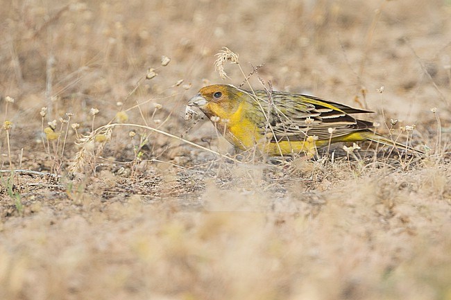 Red-headed Bunting - Braunkopfammer - Emberiza bruniceps, Tajikistan, adult male stock-image by Agami/Ralph Martin,