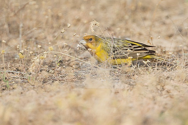 Red-headed Bunting - Braunkopfammer - Emberiza bruniceps, Tajikistan, adult male stock-image by Agami/Ralph Martin,