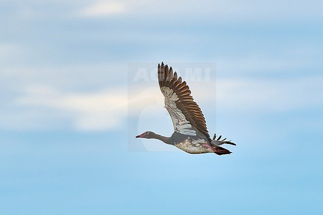 Spur-winged Goose (Plectropterus gambensis) in flight, Moremi Game Reserve, Bostwana stock-image by Agami/Tomas Grim,
