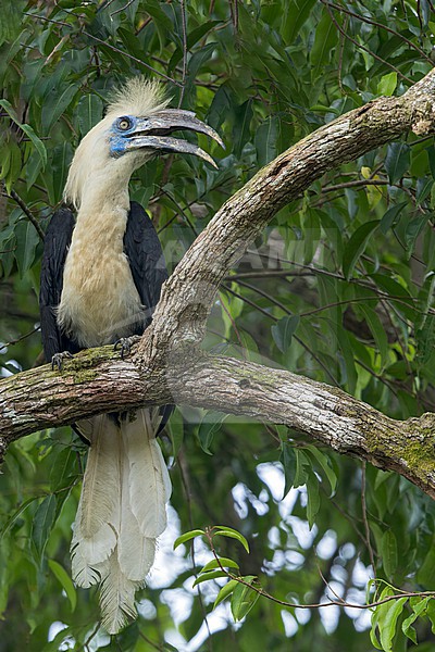 White-crowned Hornbill (Berenicornis comatus) Perched on a branch in Borneo stock-image by Agami/Dubi Shapiro,