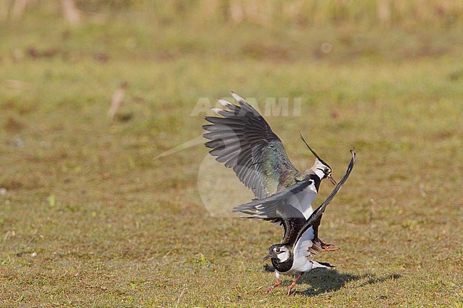 Kievit; Lapwing; Vanellus vanellus stock-image by Agami/Menno van Duijn,