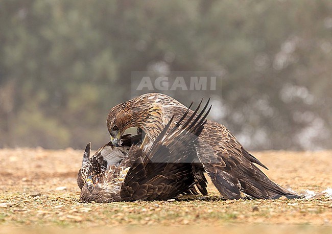 Bonelli's eagle (Aquila fasciata) killing a Common Buzzard stock-image by Agami/Roy de Haas,