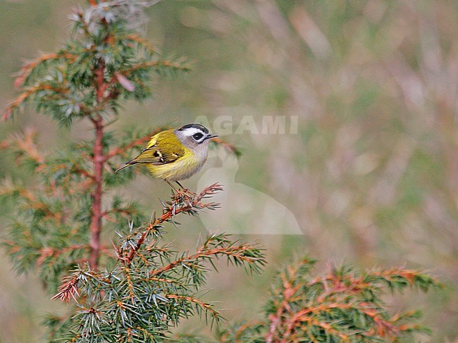 Flamecrest (Regulus goodfellowi) on Taiwan. stock-image by Agami/Pete Morris,