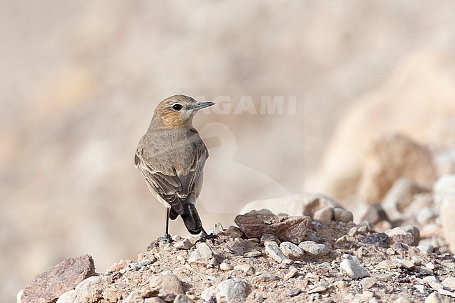 Isabelline Wheatear (Oenanthe isabelline) during spring migration in Israel. stock-image by Agami/Marc Guyt,