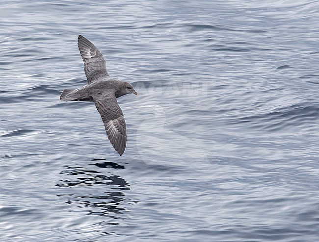 This bird was taken in the Hausgarden, Greenland Sea from the famous german ship - Polarstern. Powered by POLe & AWI. stock-image by Agami/Vincent Legrand,
