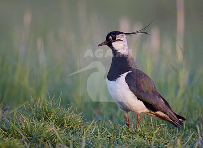 Kievit in gras, Northern Lapwing in grass stock-image by Agami/Markus Varesvuo,
