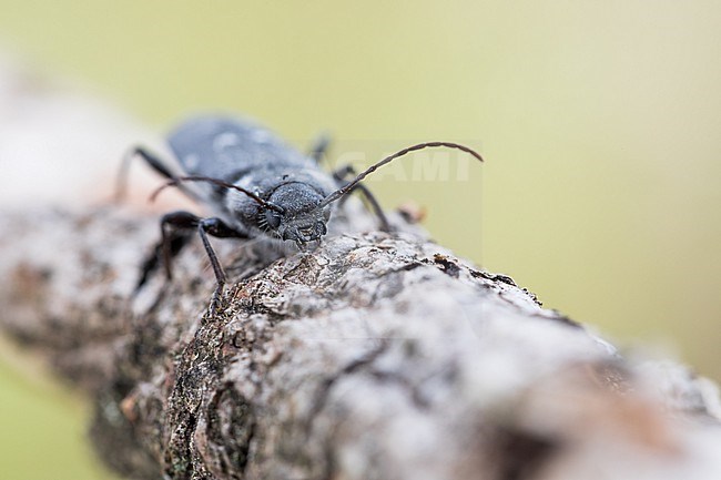Hylotrupes bajulus - House longhorn beetle - Hausbock, Germany (Baden-Württemberg), imago,female stock-image by Agami/Ralph Martin,