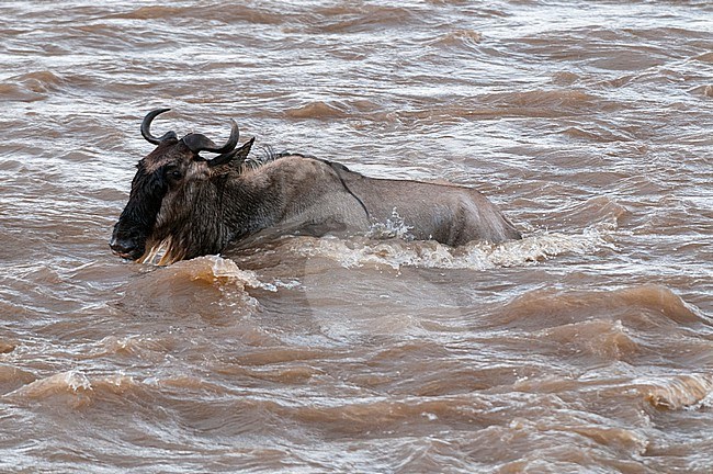 A migrating wildebeest, Connochaetes taurinus, crossing the Mara River. Mara River, Masai Mara National Reserve, Kenya. stock-image by Agami/Sergio Pitamitz,