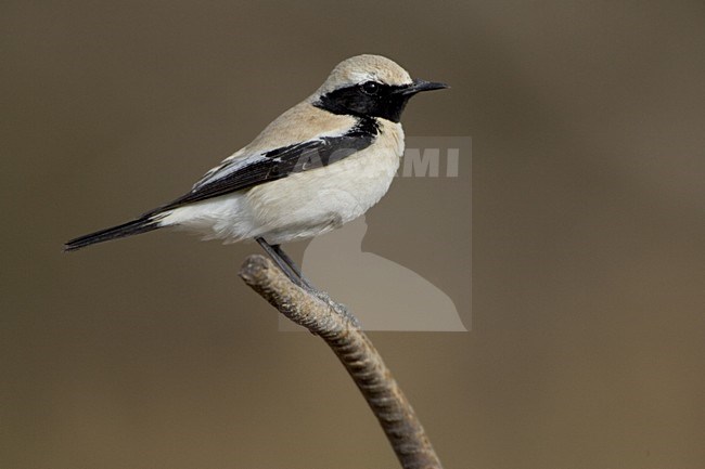 Desert Wheatear male perched, Woestijntapuit mannetje zittend stock-image by Agami/Daniele Occhiato,