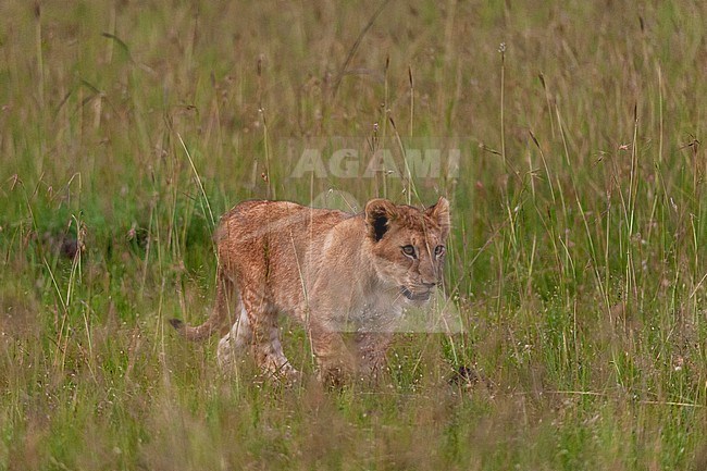 A lion cub, Panthera leo, walking through tall grass. Masai Mara National Reserve, Kenya. stock-image by Agami/Sergio Pitamitz,