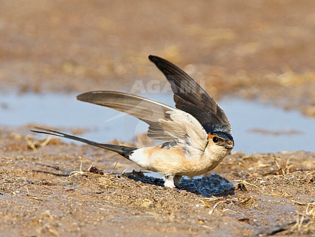Red-rumped Swallow (Cecropis rufula) collecting nest material on Lesvos, Greece. Taking off from the ground. stock-image by Agami/Marc Guyt,