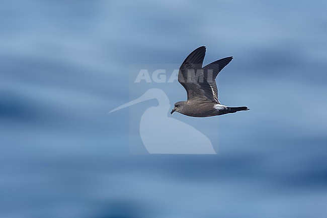 Leach´s Storm Petrel (Oceanodroma leucorhoa) flying at sea off Corvo, Azores, Portugal. stock-image by Agami/Vincent Legrand,