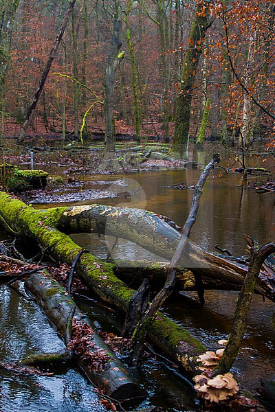 Hierdense or Leuvenumse Beek with fallen tree covered in moss and mushrooms.  stock-image by Agami/Menno van Duijn,