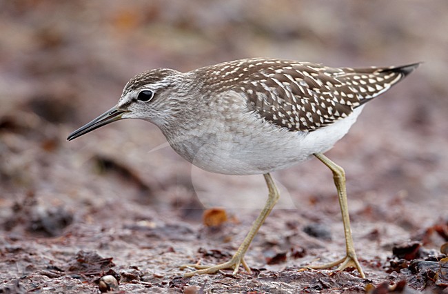 Juveniele Bosruiter; Juvenile Wood Sandpiper stock-image by Agami/Markus Varesvuo,
