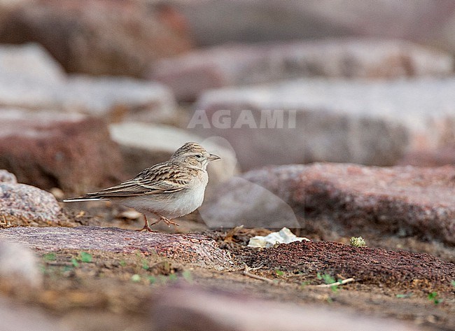 Greater Short-toed Lark (Calandrella brachydactyla) during spring migration in Eilat, Israel. Resting in a city park. stock-image by Agami/Marc Guyt,
