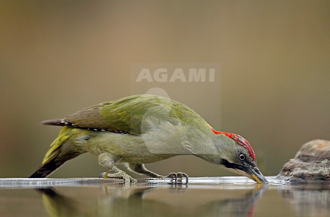 Drinkende Iberische Groene Specht; Drinking Iberian Green Woodpecker stock-image by Agami/Markus Varesvuo,
