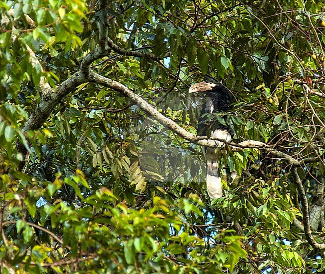 Black-and-white-casqued hornbill (Bycanistes subcylindricus) perched in a tree stock-image by Agami/Roy de Haas,