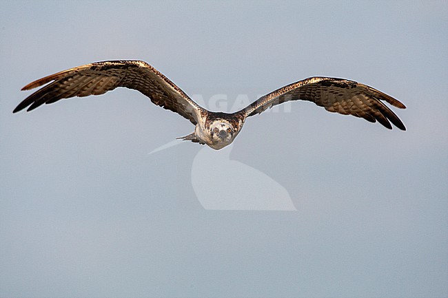  stock-image by Agami/Wil Leurs,