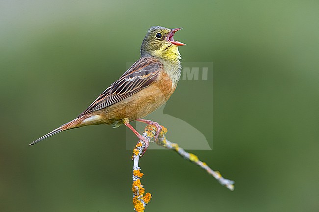 Simging male Ortolan Bunting (Emberiza hortulana) in France. stock-image by Agami/Daniele Occhiato,