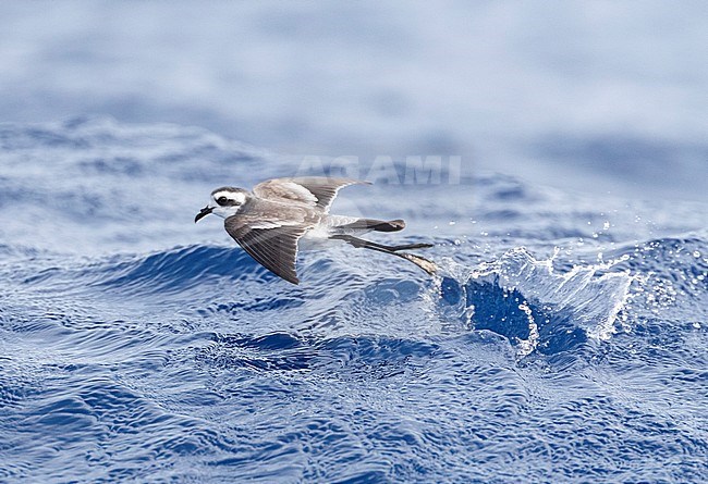 White-faced Storm Petrel (Pelagodroma marina) foraging on the Atlantic Ocean off the Madeira islands. Bounching with its long legs on the ocean surface. stock-image by Agami/Marc Guyt,
