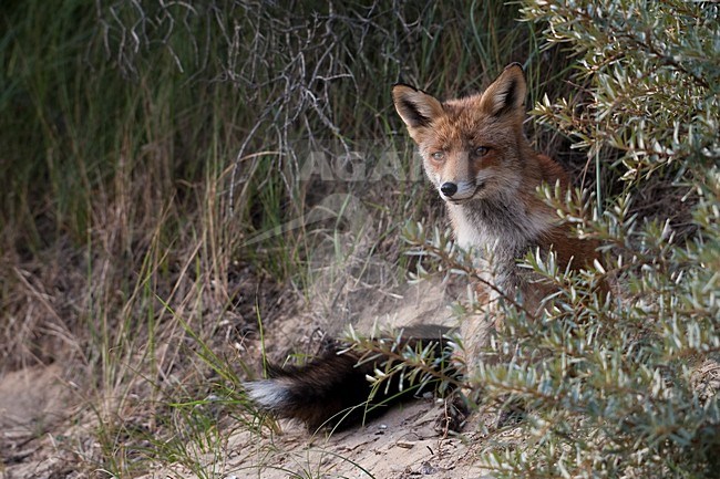 Vos in duinengebied; Red fox in the Dunes stock-image by Agami/Han Bouwmeester,
