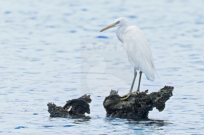 Chinese Egret (Egretta eulophotes) feeding along the coast in the Philippines stock-image by Agami/Dubi Shapiro,