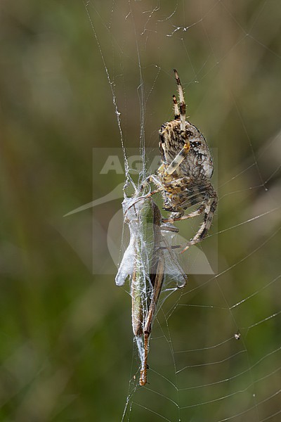 garden spider (araneus diadematus) caught an european steppe grasshopper (chorthippus dorsatus) in its net, found in Südheide in Lower Saxony, Germany stock-image by Agami/Mathias Putze,