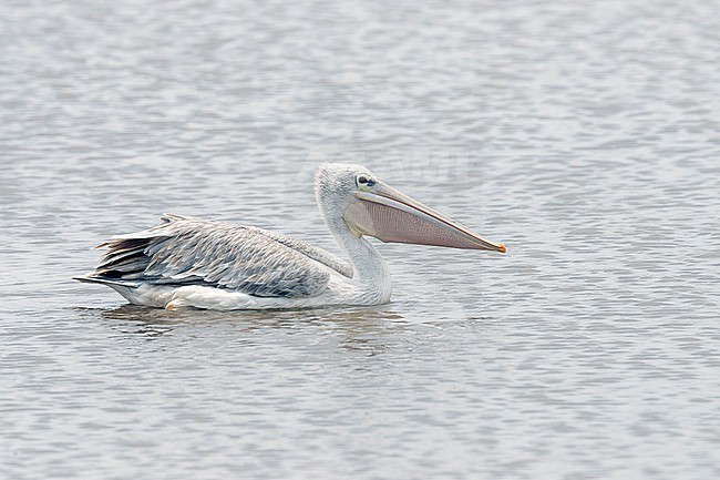 Pink-backed Pelican (Pelecanus rufescens) at Lake Naivasha. stock-image by Agami/David Monticelli,
