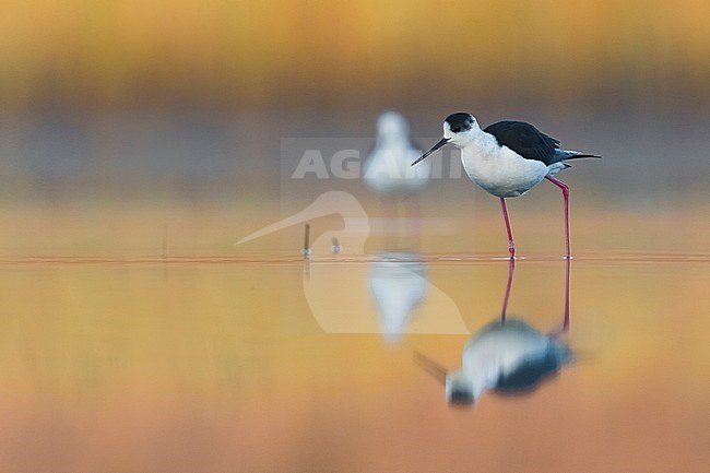 Black-winged Stilt (Himantopus himantopus) in Italy. stock-image by Agami/Daniele Occhiato,