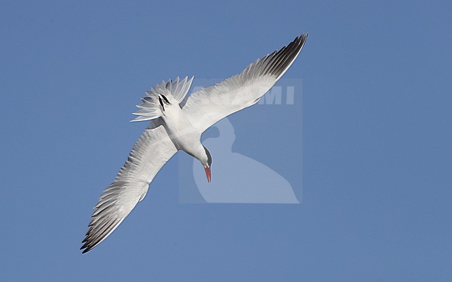 Adult Caspian Tern (Hydroprogne caspia) in flight at Ishøj Strand in Denmark. Adult diving for food. stock-image by Agami/Helge Sorensen,
