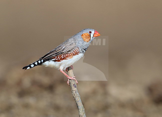 Adult male Australian Zebra Finch (Taeniopygia castanotis) at Long Waterhole in Winton, Queensland, Australia. stock-image by Agami/Aurélien Audevard,