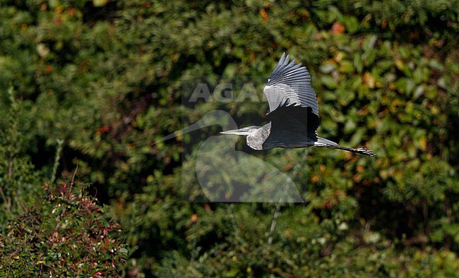 Great Blue Heron, Ardea herodias, 1stWinter in flight at Cape May, New Jersey, USA stock-image by Agami/Helge Sorensen,