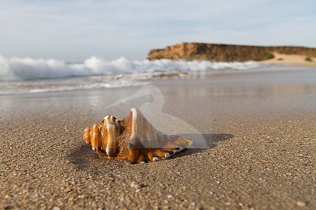 Shell lying on Omani beach stock-image by Agami/Ralph Martin,