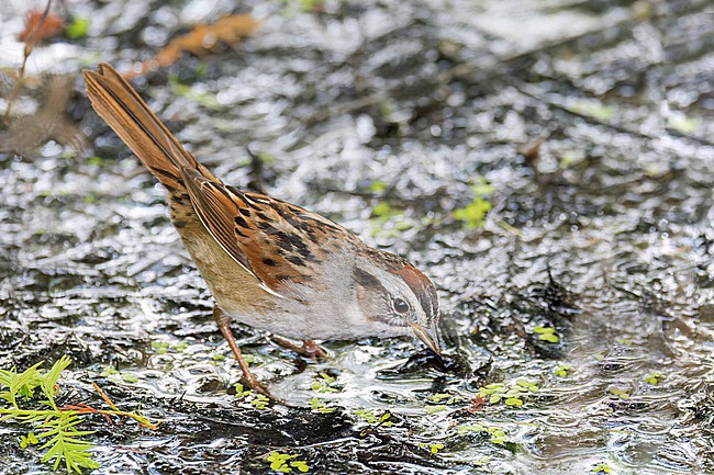 The Swamp Sparrow (Melospiza georgiana) is a medium-sized New World sparrow related to the song sparrow. Here it is seen foraging on a muddy patch in the undergrowth stock-image by Agami/Jacob Garvelink,