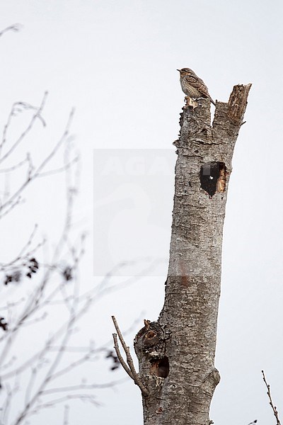 Eurasian Wryneck (Jynx torquilla) perching on the breeding tree above the nesting hole stock-image by Agami/Mathias Putze,