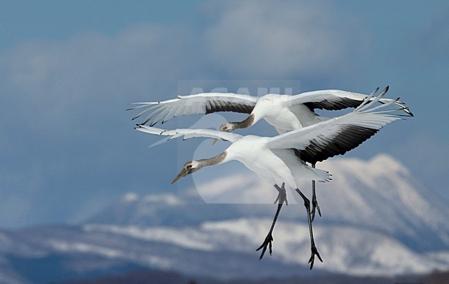Chinese Kraanvogel vliegend, Red-crowned Crane flying stock-image by Agami/Markus Varesvuo,