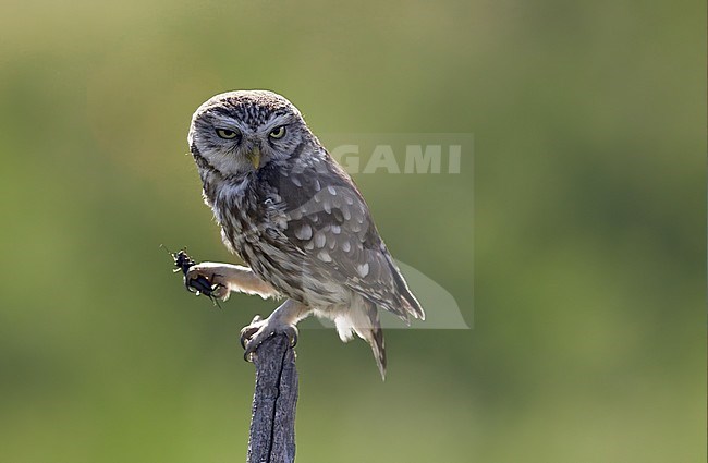 Little Owl (Athene noctua) with prey, Hungary May 2016 stock-image by Agami/Markus Varesvuo,