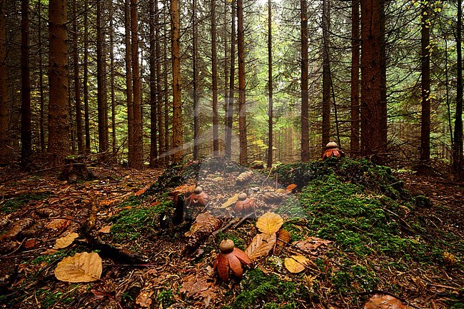 Gekraagde aardster op de bosbodem, Collared earthstar on the forest floor stock-image by Agami/Rob de Jong,