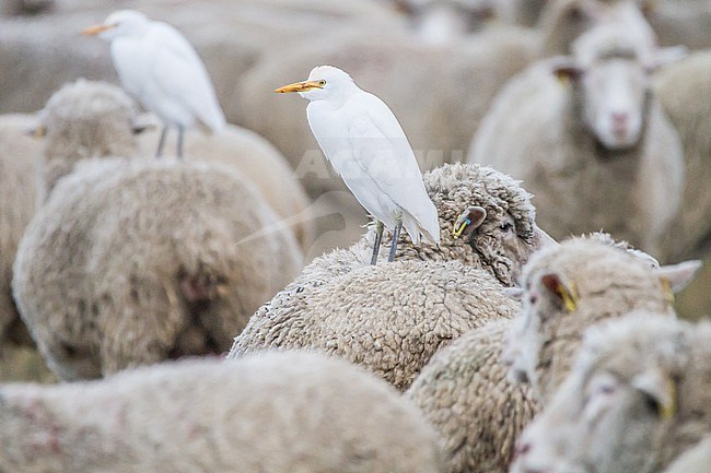 Koereiger, Cattle Egret, Bubulcus ibis in sheep herd stock-image by Agami/Menno van Duijn,
