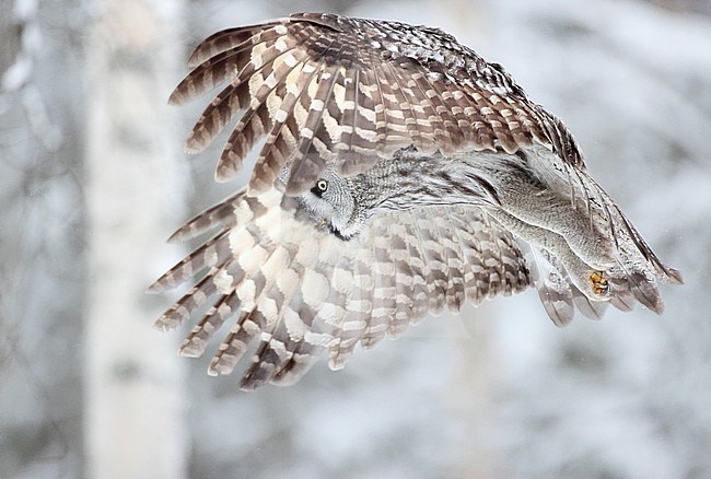 Hunting Great Grey Owl (Strix nebulosa), wintering in a cold taiga forest in northern Finland. stock-image by Agami/Markus Varesvuo,