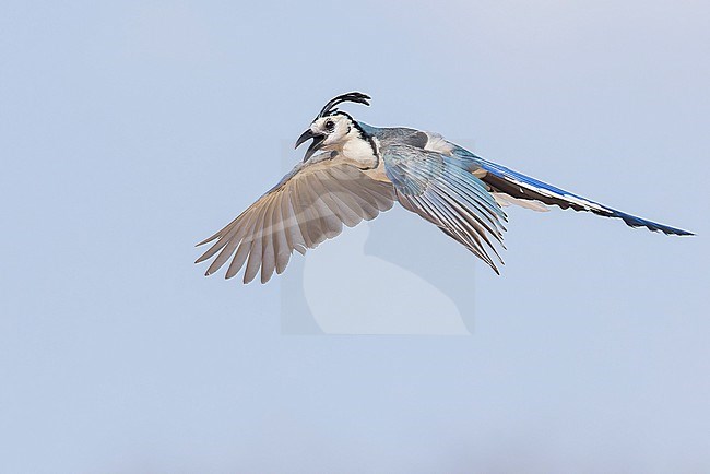 White-throated Magpie Jay (Calocitta formosa) flying in Oaxaca, Mexico. stock-image by Agami/Glenn Bartley,