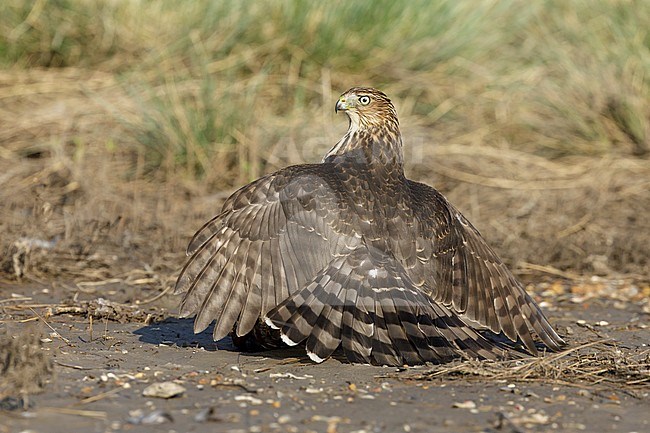 Immature Cooper's Hawk (Accipiter cooperii)  sitting on top of a caught prey in Chambers County, Texas, USA. Seen from the side. stock-image by Agami/Brian E Small,