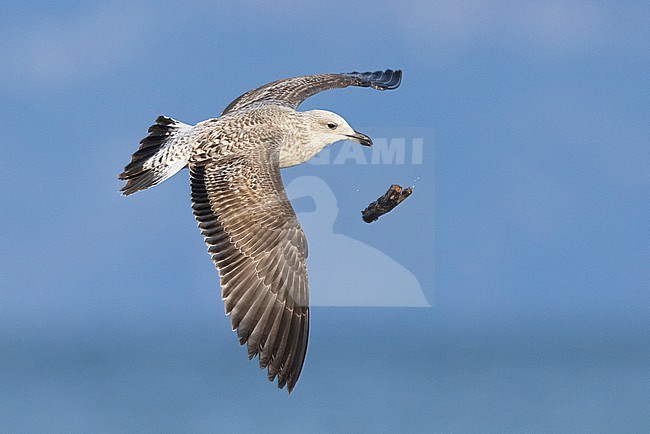 Yellow-legged Gull (Larus michahellis), side view of a juvenile in flight, Campania, Italy stock-image by Agami/Saverio Gatto,