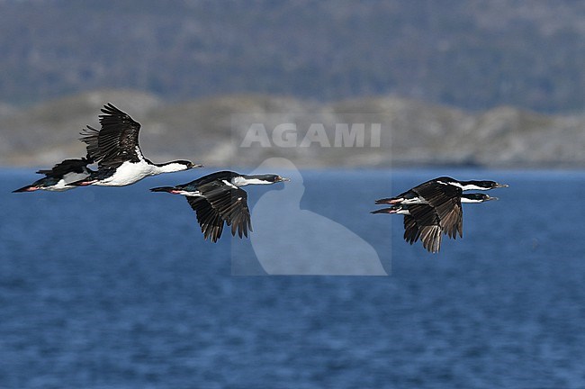 Imperial Shag, Leucocarbo atriceps, in Patagonia, Argentina. stock-image by Agami/Laurens Steijn,