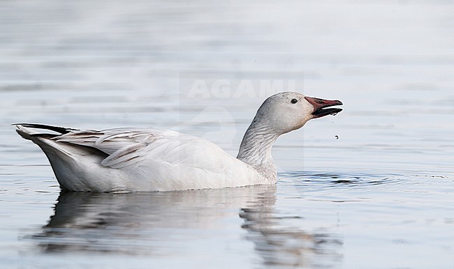 Greater Snow Goose, Chen caerulescens atlanticus (2cy), Gentofte, Denmark stock-image by Agami/Helge Sorensen,