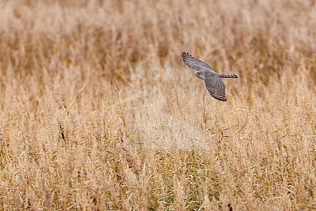 adult female Eurasian Sparrowhawk (Accipiter nisus) in flight, found at Fehmarn at the Baltic Sea in Germany stock-image by Agami/Mathias Putze,