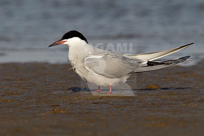 Adult breeding 
Galveston Co., TX 
April 2011 stock-image by Agami/Brian E Small,