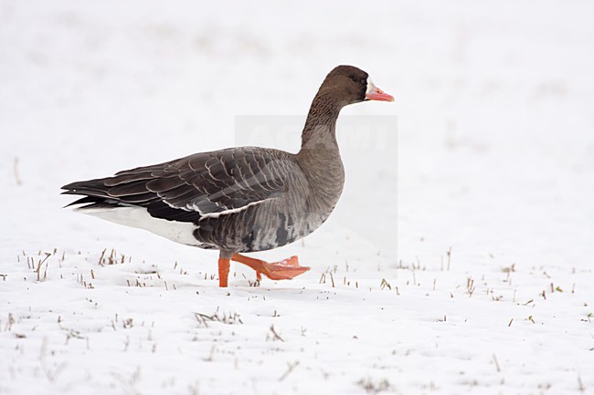 Kolgans in de sneeuw; Greater White-fronted Goose in the snow stock-image by Agami/Karel Mauer,